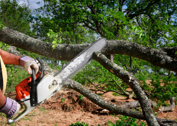  Prague, OK Tree Care Pros